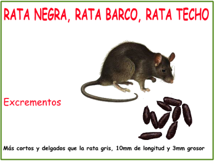 Rata negra