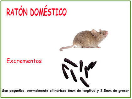 ratón domestico
